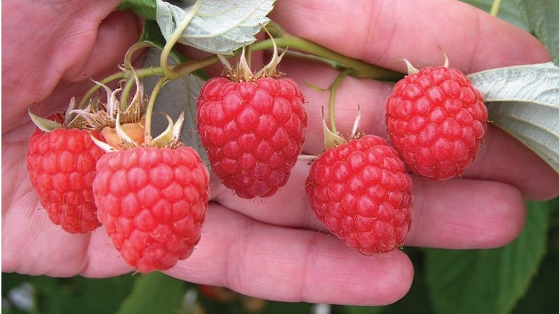 Maline