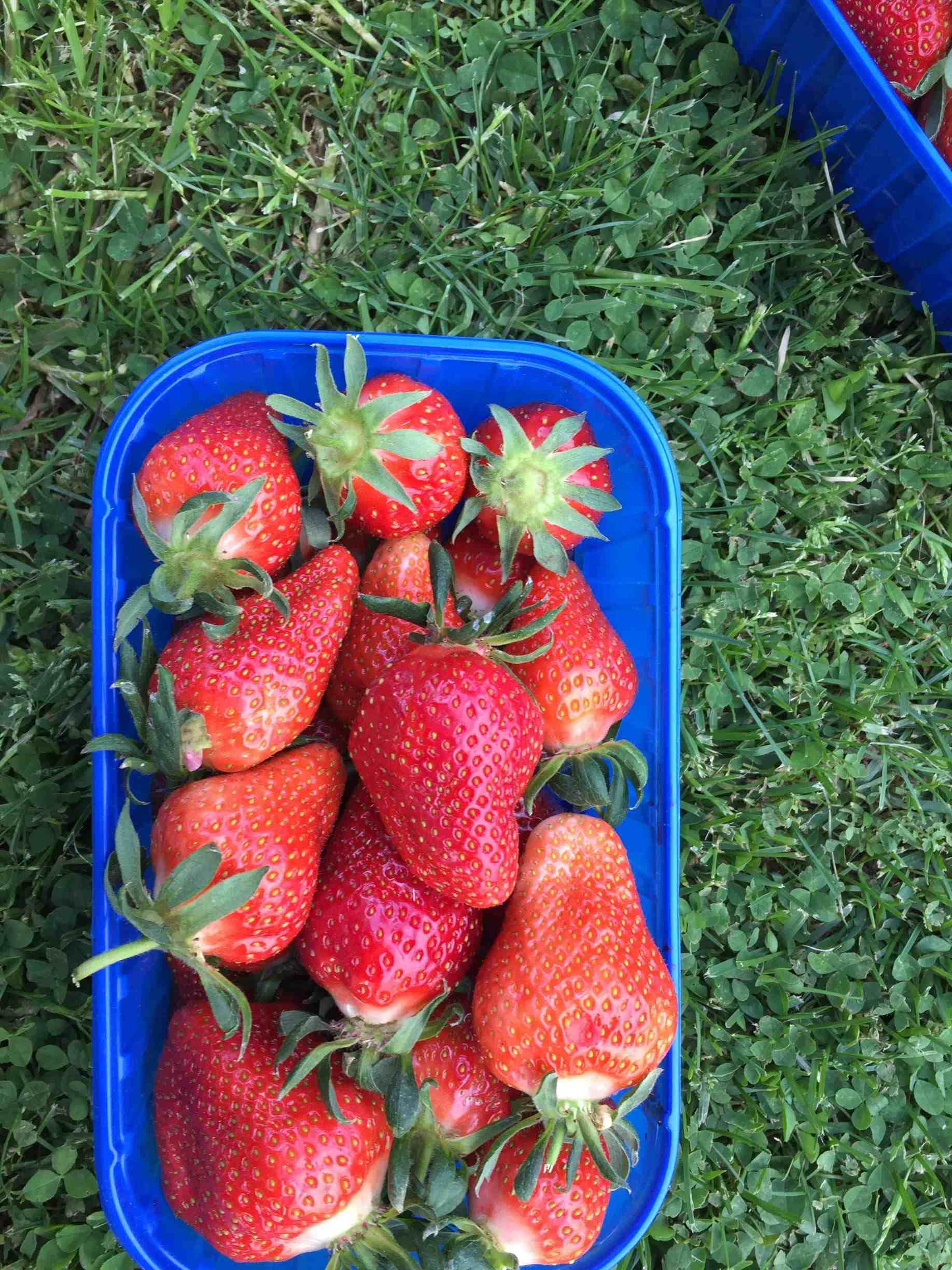 Jagode