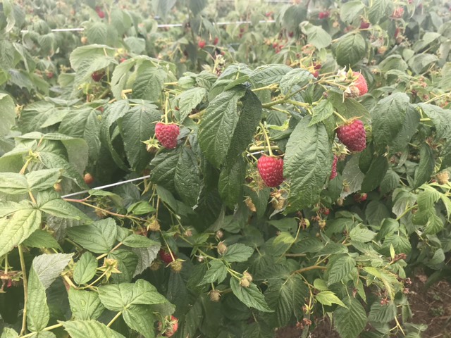 Maline