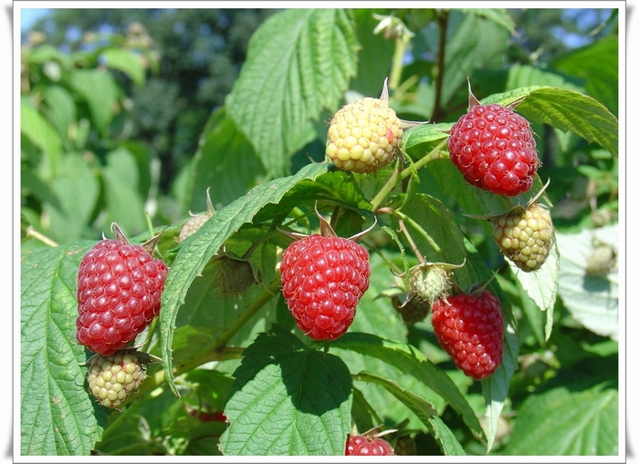 Maline