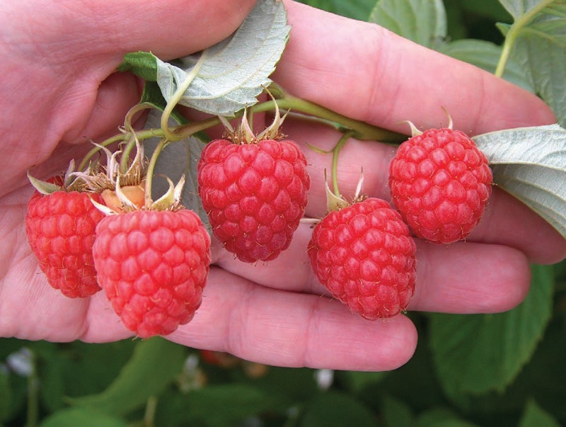 Maline