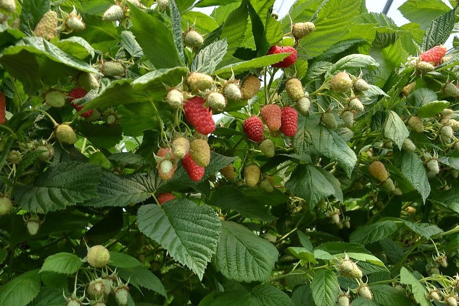 Maline