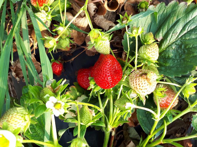 Jagode