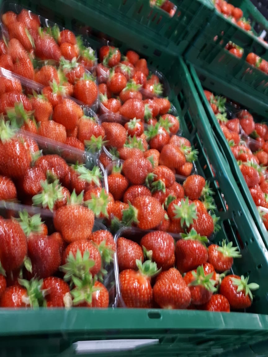 Jagode