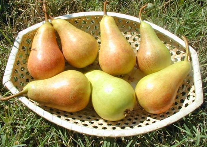 Kruške