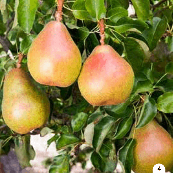 Kruške